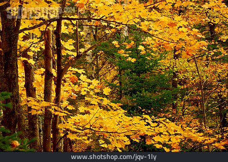 
                Herbst, Ahornbaum, Herbstfärbung                   