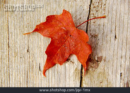
                Autumn, Maple Leaf, Maple Leaves                   
