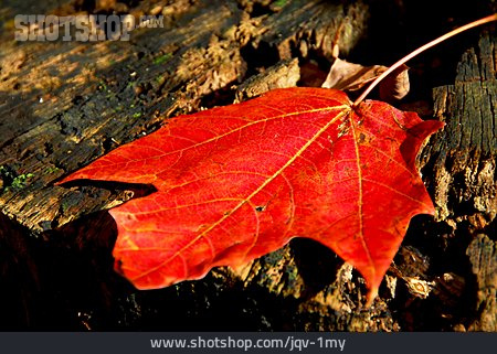 
                Rot, Herbstlich, Baumblatt                   