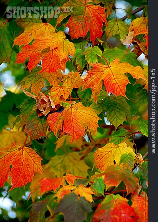
                Herbstlich, Ahornblatt                   