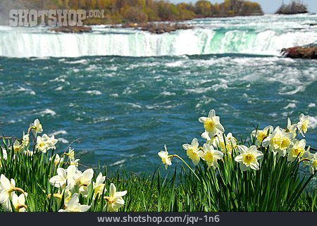 
                Osterglocke, Niagarafälle                   
