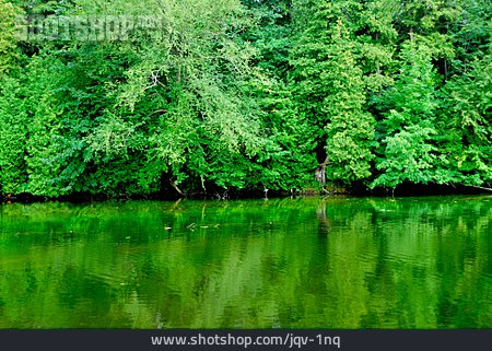 
                Wald, Wasserspiegelung                   