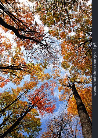 
                Froschperspektive, Baum, Wald, Herbst                   