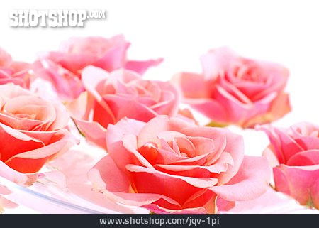 
                Rose, Rosenblüte, Blütenbad                   