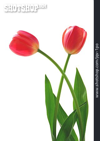 
                Tulips                   