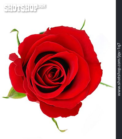 
                Rose, Rosenblüte, Rote Rose                   