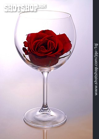 
                Glas, Rosenblüte, Rote Rose                   