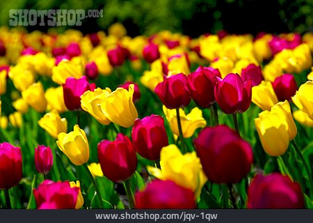 
                Tulpe, Blumenbeet                   