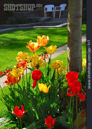 
                Garten, Tulpe, Blumenbeet                   