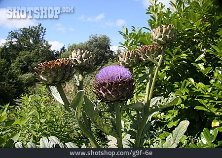 
                Artischocke, Artischockenblüte, Artischockenpflanze                   