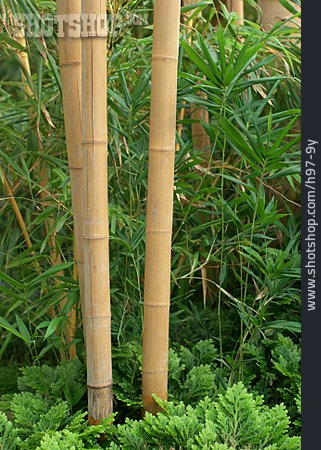 
                Bambus, Bambusrohr, Bambusstamm                   