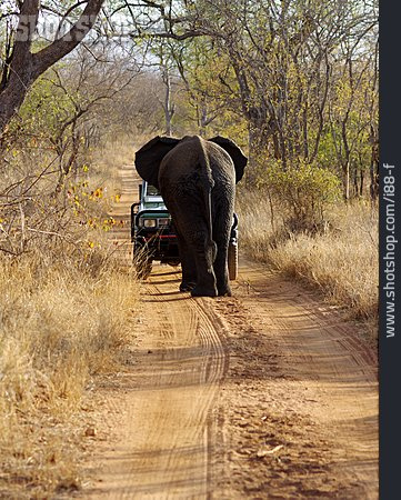 
                Geländewagen, Elefant, Safari                   