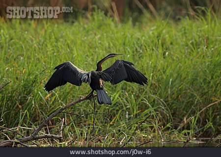 
                Schlangenhalsvogel, Afrikanischer Schlangenhalsvogel                   