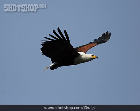 
                African Fish Eagle                   