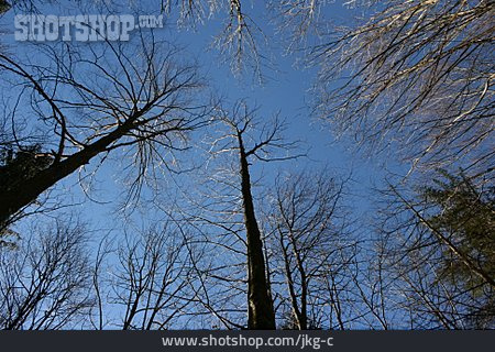 
                Froschperspektive, Baum, Winter                   
