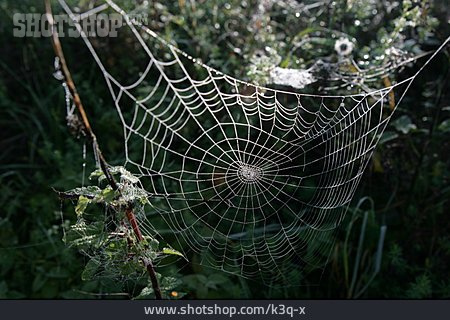 
                Spinnennetz                   