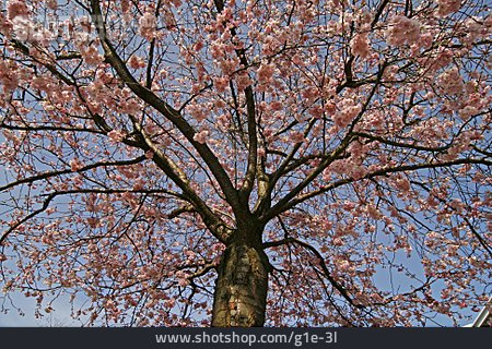 
                Japanische Blütenkirsche, Kirschbaumblüte                   