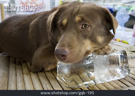 
                Hund, Eisblock, Abkühlung                   