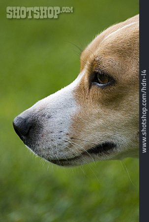 
                Profil, Hund, Hundeschnauze                   