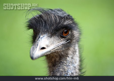 
                Emu, Vogelkopf, Großer Emu                   