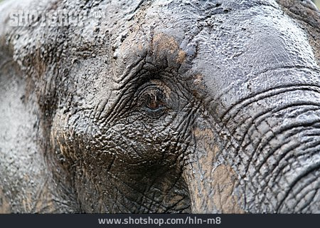 
                Elefant, Elefantenauge                   