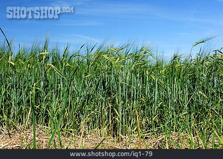 
                Barley, Barley, Grainfield                   