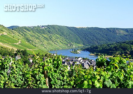 
                Weinanbaugebiet, Mosel, Enkirch                   