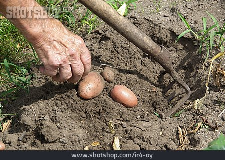 
                Hand, Kartoffel, Kartoffelernte                   