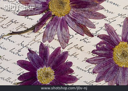 
                Romantik, Brief, Poesie, Trockenblüte                   