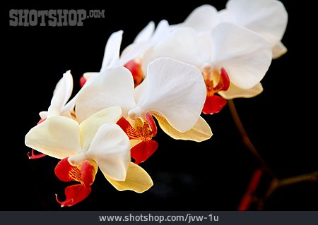 
                Phalaenopsis                   