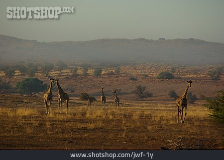 
                Giraffe, Südafrika                   
