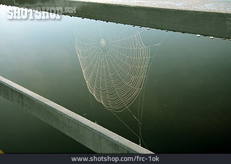 
                Spinnennetz, Geländer, Morgentau                   
