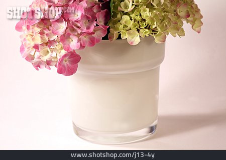 
                Blumenvase, Hortensienblüte, Hortensienstrauß                   