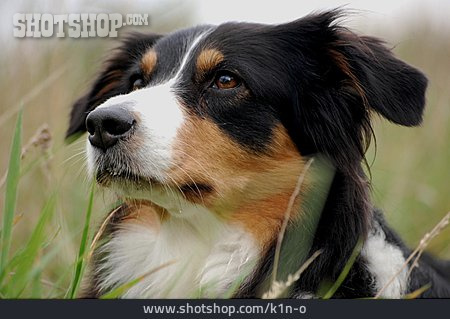 
                Hund, Hütehund, Australian Shepherd                   
