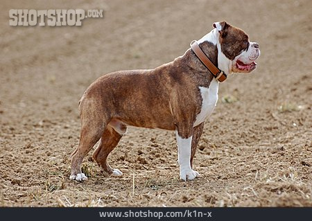 
                Kampfhund, Bulldogge                   