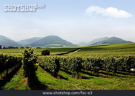 
                Weinanbaugebiet, Pfalz, Weinfeld                   