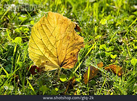 
                Herbstlaub, Herbstfarben, Baumblatt                   
