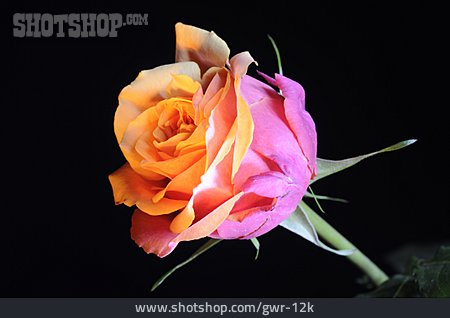 
                Rose, Rosenblüte, Zweifarbig                   