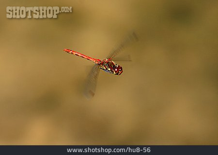 
                Libelle, Gemeine Heidelibelle                   