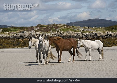 
                Strand, Pferd, Irish Draught Horse                   