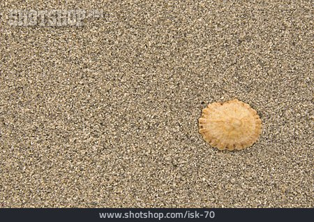 
                Sand, Muschel, Maritim, Napfschnecke                   
