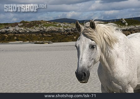 
                Strand, Pferd, Connemara                   