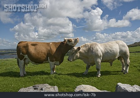 
                Tierpärchen, Kuh, Bulle                   