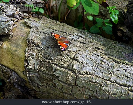 
                Schmetterling, Tagpfauenauge                   