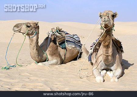 
                Kamel, Dromedar, Kamelreiten                   