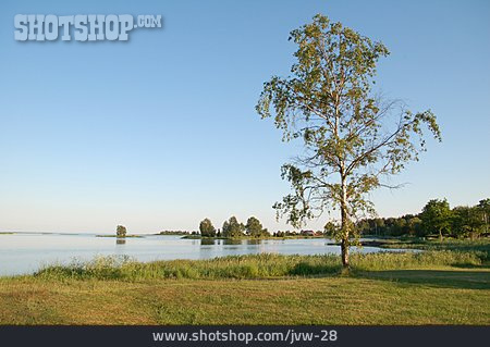 
                Ufer, Schweden, Birke, Schärenlandschaft                   
