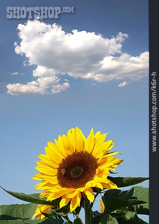 
                Wolke, Sonnenblume, Blüte                   