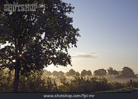 
                Baum, Nebel, Morgenstimmung                   