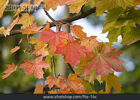 
                Herbstlich, Ahorn, Blattfärbung, Ahornzweig                   