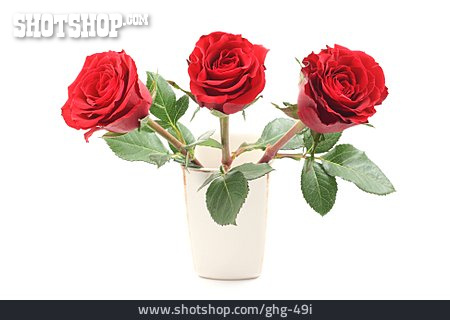 
                Rose, Blumenstrauß, Blumenvase                   